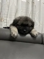 Milo, a male Keeshond for sale in Manchester Township, NJ – 1 of 2