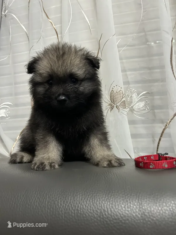 Willow – Keeshond puppy for sale in Manchester Township, NJ