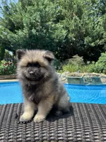 Milo, a male Keeshond for sale in Manchester Township, NJ – 3 of 9