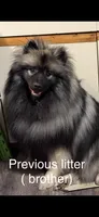 Jasper, a male Keeshond for sale in Manchester Township, NJ – 7 of 9