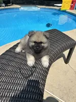 Jasper, a male Keeshond for sale in Manchester Township, NJ – 3 of 9