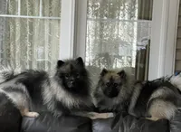 Jasper, a male Keeshond for sale in Manchester Township, NJ – 9 of 9