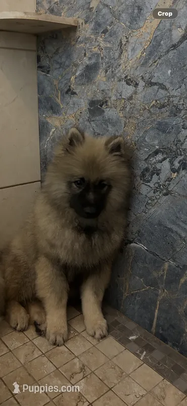 Jasper – Keeshond puppy for sale in Manchester Township, NJ