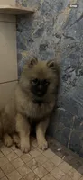 Jasper, a male Keeshond for sale in Manchester Township, NJ – 1 of 10