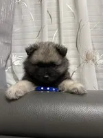 Teddy, a male Keeshond for sale in Manchester Township, NJ – 2 of 3