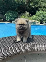 Jasper, a male Keeshond for sale in Manchester Township, NJ – 2 of 9