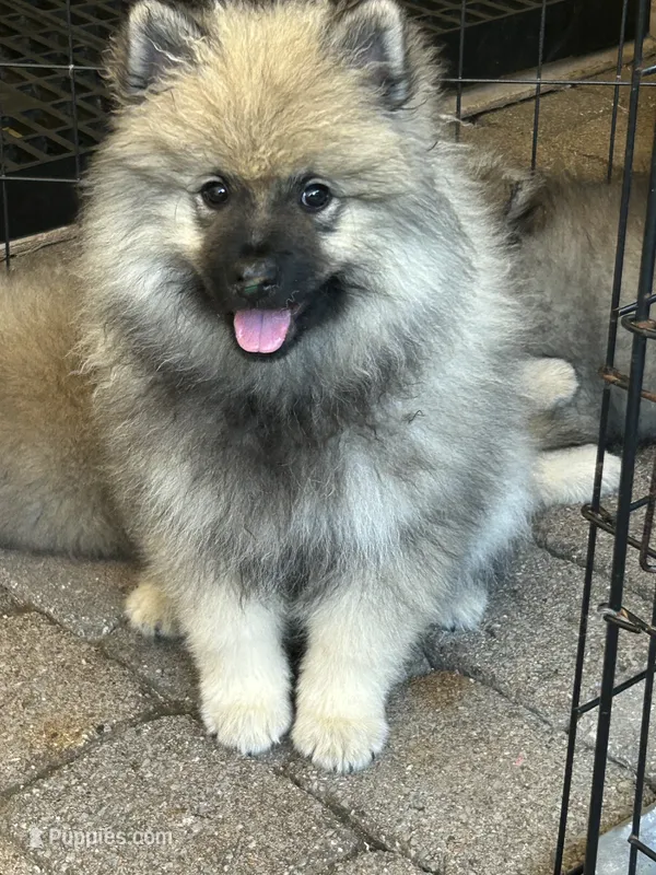 Willow – Keeshond puppy for sale in Manchester Township, NJ