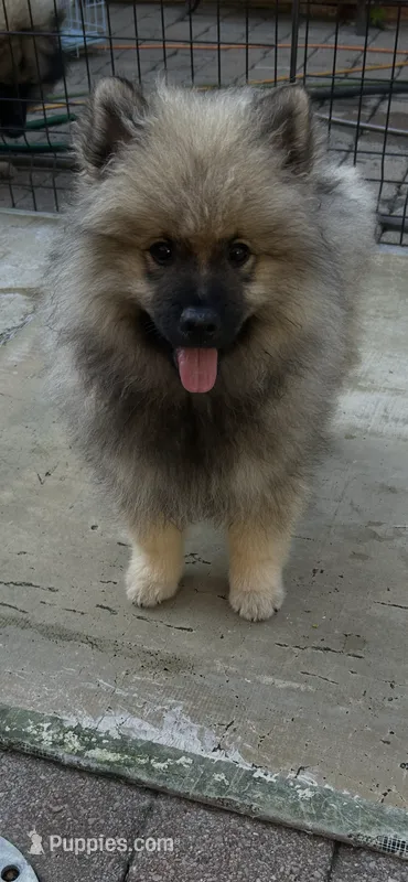 Luna – Keeshond puppy for sale in Manchester Township, NJ