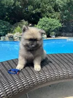Bear, a male Keeshond for sale in Manchester Township, NJ – 3 of 9