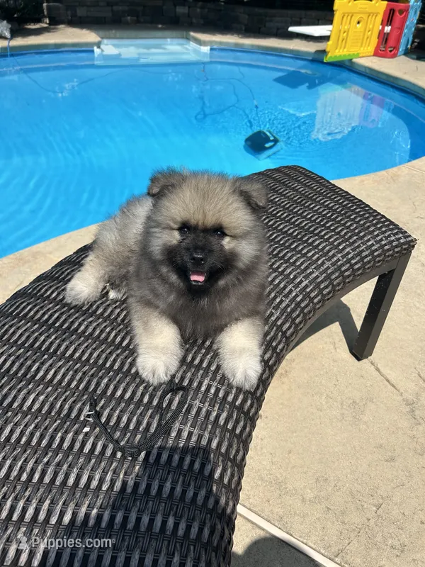 Jasper – Keeshond puppy for sale in Manchester Township, NJ