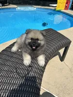Jasper, a male Keeshond for sale in Manchester Township, NJ – 1 of 9