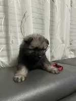 Willow, a female Keeshond for sale in Manchester Township, NJ – 3 of 3