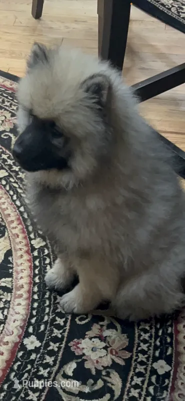 Rocky – Keeshond puppy for sale in Manchester Township, NJ