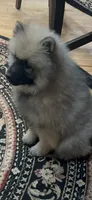 Rocky, a male Keeshond for sale in Manchester Township, NJ – 1 of 9