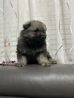 Nala, a female Keeshond for sale in Manchester Township, NJ – 2 of 3