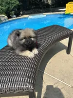Willow, a female Keeshond for sale in Manchester Township, NJ – 4 of 9