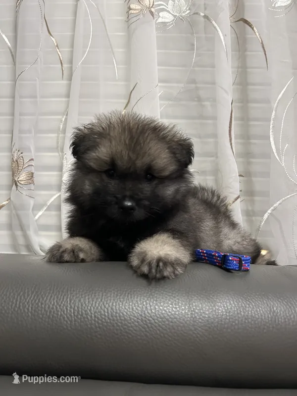 Bear – Keeshond puppy for sale in Manchester Township, NJ