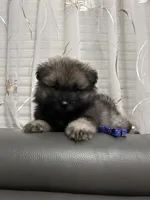 Bear, a male Keeshond for sale in Manchester Township, NJ – 1 of 3