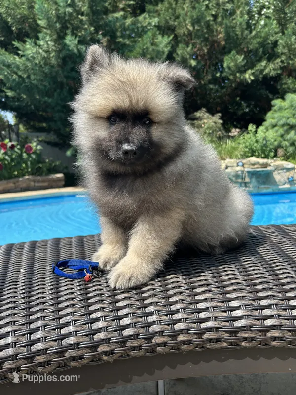 Mickey – Keeshond puppy for sale in Manchester Township, NJ
