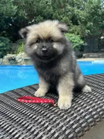 Willow, a female Keeshond for sale in Manchester Township, NJ – 3 of 9