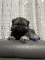 Bear, a male Keeshond for sale in Manchester Township, NJ – 3 of 3