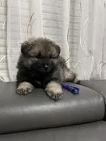 Bear, a male Keeshond for sale in Manchester Township, NJ – 2 of 3