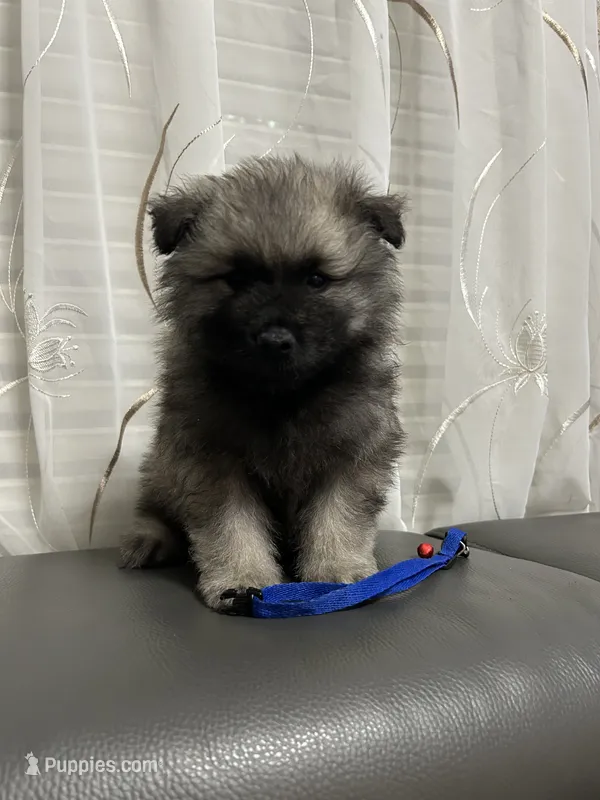 Mickey – Keeshond puppy for sale in Manchester Township, NJ