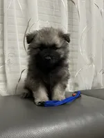 Mickey, a male Keeshond for sale in Manchester Township, NJ – 1 of 3