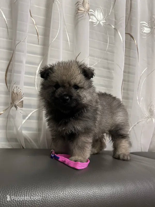 Luna – Keeshond puppy for sale in Manchester Township, NJ