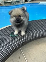 Daisy, a female Keeshond for sale in Manchester Township, NJ – 2 of 8