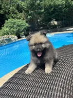 Luna, a female Keeshond for sale in Manchester Township, NJ – 2 of 9