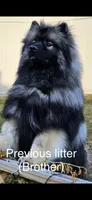 Bear, a male Keeshond for sale in Manchester Township, NJ – 7 of 9