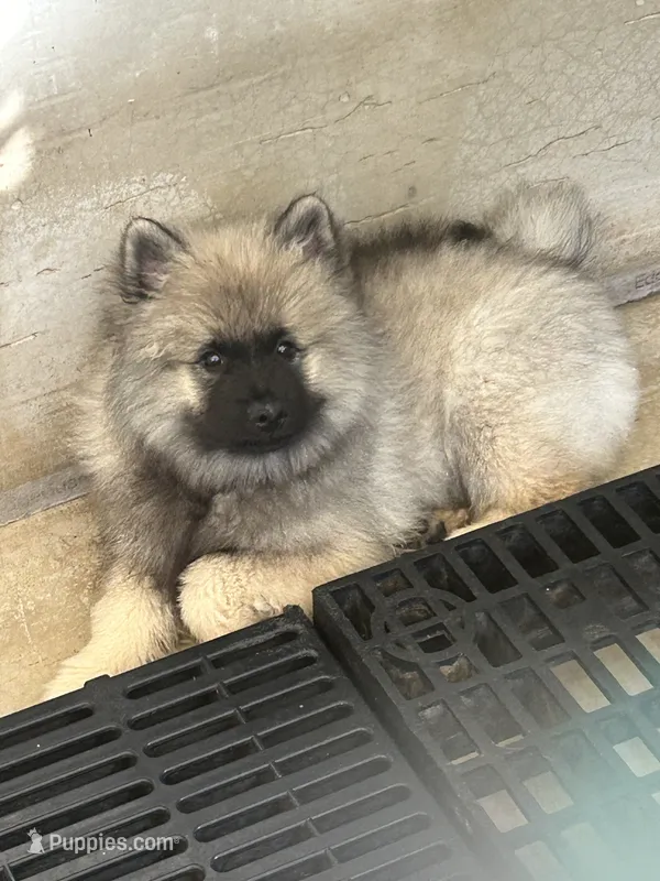 Mickey – Keeshond puppy for sale in Manchester Township, NJ