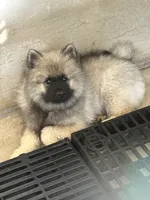 Mickey, a male Keeshond for sale in Manchester Township, NJ – 2 of 9