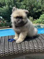 Bear, a male Keeshond for sale in Manchester Township, NJ – 2 of 9