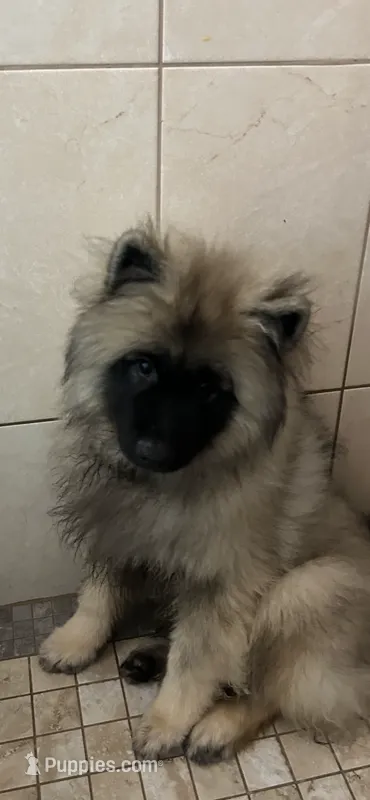 Bear – Keeshond puppy for sale in Manchester Township, NJ