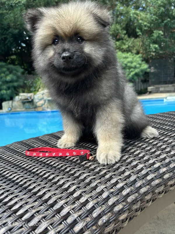 Willow – Keeshond puppy for sale in Manchester Township, NJ