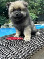 Willow, a female Keeshond for sale in Manchester Township, NJ – 1 of 9