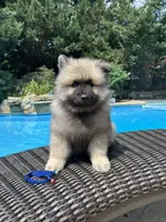 Mickey, a male Keeshond for sale in Manchester Township, NJ – 3 of 9