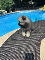 Luna, a female Keeshond for sale in Manchester Township, NJ – 3 of 9