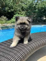 Milo, a male Keeshond for sale in Manchester Township, NJ – 1 of 9