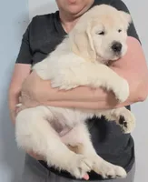 Purple v, a female Golden Retriever for sale in Labelle, FL – Photo 3 of 4