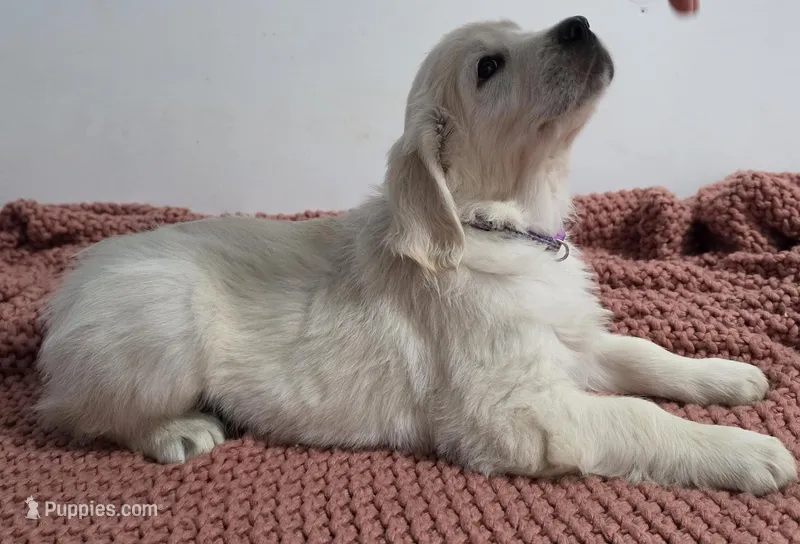 Purple v – Golden Retriever puppy for sale in Labelle, FL