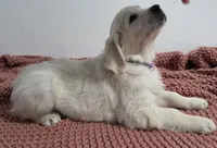 Purple v, a female Golden Retriever for sale in Labelle, FL – Photo 1 of 4