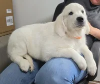 orange collar, a male Golden Retriever for sale in Labelle, FL – 10 of 10