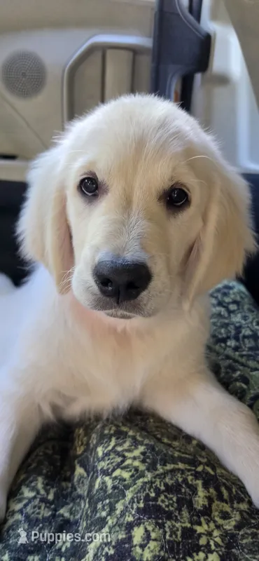 Pink (victoria) – Golden Retriever puppy for sale in Labelle, FL