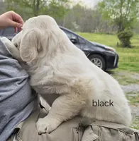 Black (victoria), a male Golden Retriever for sale in Labelle, FL – Photo 3 of 6