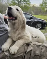 Black (victoria), a male Golden Retriever for sale in Labelle, FL – Photo 4 of 6