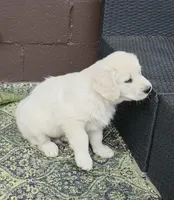 Black (victoria), a male Golden Retriever for sale in Labelle, FL – Photo 6 of 6