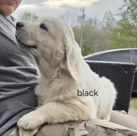 Black (victoria), a male Golden Retriever for sale in Labelle, FL – Photo 2 of 6
